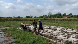 Perrcepat Masa Tanam, Babinsa Sumberingin Kopda Nizar Dampingi Petani Membajak Sawah Perrcepat Masa Tanam, Babinsa Sumberingin Kopda Nizar Dampingi Petani Membajak Sawah