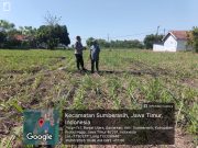Polsek Sumberasih Dampingi Petani Jagung, Perkuat Ketahanan Pangan di Probolinggo