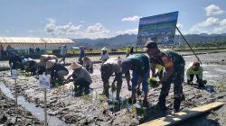 Wujud Nyata Dukung Ketahanan Pangan, Babinsa Koramil 1505-02/Wasile Dampingi Penanaman Padi Wujud Nyata Dukung Ketahanan Pangan, Babinsa Koramil 1505-02/Wasile Dampingi Penanaman Padi