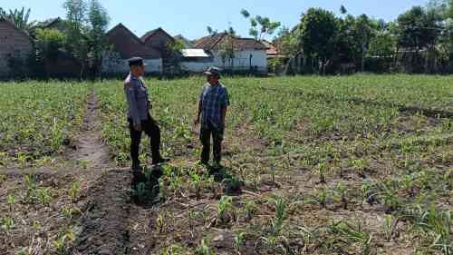 Polsek Sumberasih Dampingi Petani Rawat Lahan Jagung 9 Hektare, Perkuat Ketahanan Pangan Nasional Polsek Sumberasih Dampingi Petani Rawat Lahan Jagung 9 Hektare, Perkuat Ketahanan Pangan Nasional