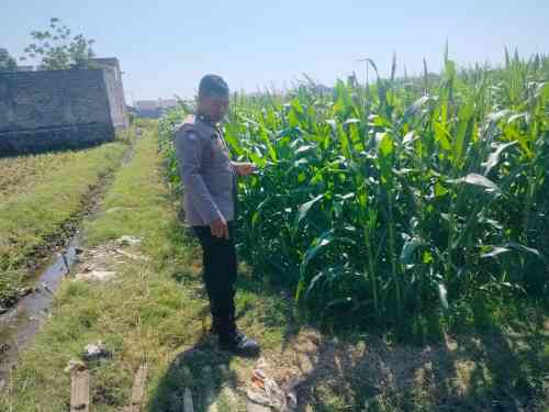Polsubsektor Kanigaran Dampingi Petani Jagung, Perkuat Ketahanan Pangan dan Jaga Kamtibmas Polsubsektor Kanigaran Dampingi Petani Jagung, Perkuat Ketahanan Pangan dan Jaga Kamtibmas