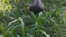 Polsek Jatiroto Intensif Pantau Lahan Jagung, Perkuat Program Ketahanan Pangan Nasional