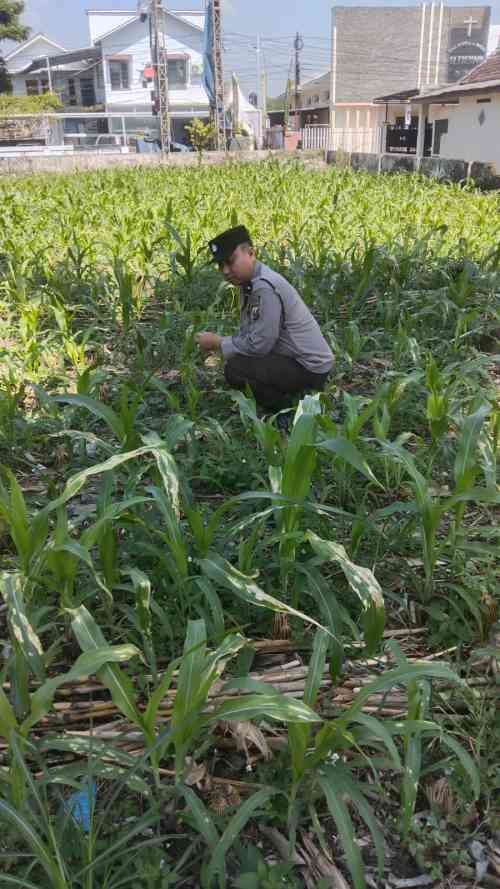 Polsek Jatiroto Intensif Pantau Lahan Jagung, Perkuat Program Ketahanan Pangan Nasional Polsek Jatiroto Intensif Pantau Lahan Jagung, Perkuat Program Ketahanan Pangan Nasional