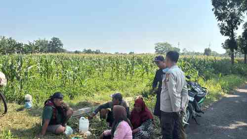 Polsek Wonoasih Perkuat Ketahanan Pangan Lewat Dialog dengan Petani Jagung Polsek Wonoasih Perkuat Ketahanan Pangan Lewat Dialog dengan Petani Jagung