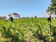 Gerak Nyata Polri, Polsek Sumberasih Perkuat Ketahanan Pangan Lewat Pendampingan Petani