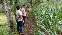 Lahan Jagung 5.000 Meter Persegi Dipantau, Polsek Tongas Optimistis Hasil Panen Meningkat Lahan Jagung 5.000 Meter Persegi Dipantau, Polsek Tongas Optimistis Hasil Panen Meningkat