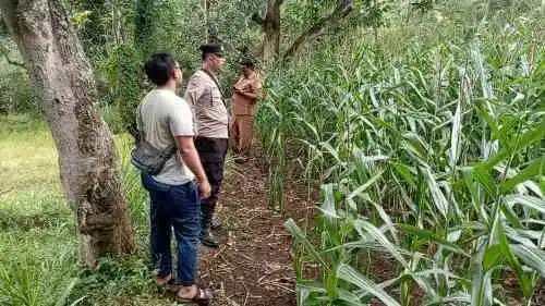Lahan Jagung 5.000 Meter Persegi Dipantau, Polsek Tongas Optimistis Hasil Panen Meningkat