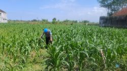 Turun Langsung ke Sawah, Kapolsek Yosowilangun Kawal Program Swasembada Pangan Presiden Turun Langsung ke Sawah, Kapolsek Yosowilangun Kawal Program Swasembada Pangan Presiden