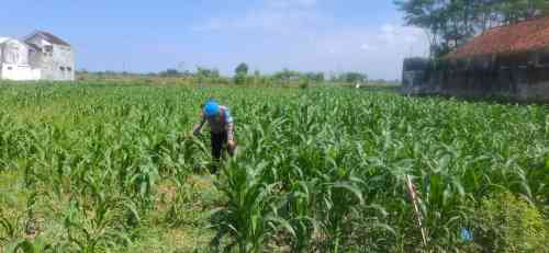 Turun Langsung ke Sawah, Kapolsek Yosowilangun Kawal Program Swasembada Pangan Presiden Turun Langsung ke Sawah, Kapolsek Yosowilangun Kawal Program Swasembada Pangan Presiden
