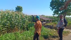 Polri Hadir di Tengah Petani, Polsek Sumberasih Kawal Pertumbuhan Jagung Hingga Masa Panen