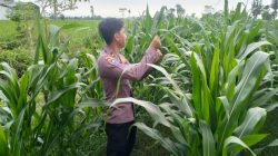 Ketahanan Pangan Jadi Prioritas, Bhabinkamtibmas Polsek Pasirian Maksimalkan Lahan Pekarangan