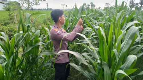 Ketahanan Pangan Jadi Prioritas, Bhabinkamtibmas Polsek Pasirian Maksimalkan Lahan Pekarangan Ketahanan Pangan Jadi Prioritas, Bhabinkamtibmas Polsek Pasirian Maksimalkan Lahan Pekarangan
