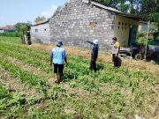 Kapolsubsektor Kanigaran: Polri Siap Dampingi Petani Demi Suksesnya Ketahanan Pangan Nasional