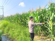 Produktivitas Jagung Dipantau, Polsek Sumbersuko Perkuat Ketahanan Pangan Nasional