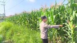 Produktivitas Jagung Dipantau, Polsek Sumbersuko Perkuat Ketahanan Pangan Nasional Produktivitas Jagung Dipantau, Polsek Sumbersuko Perkuat Ketahanan Pangan Nasional