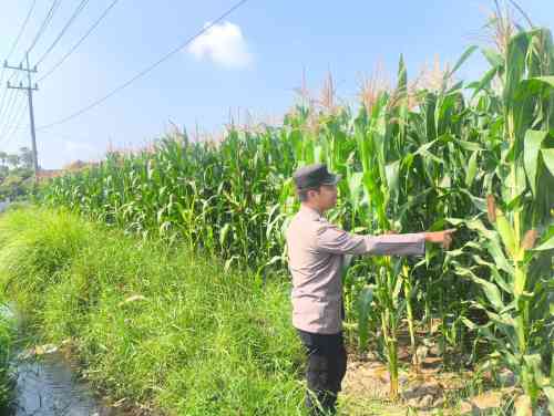 Produktivitas Jagung Dipantau, Polsek Sumbersuko Perkuat Ketahanan Pangan Nasional Produktivitas Jagung Dipantau, Polsek Sumbersuko Perkuat Ketahanan Pangan Nasional