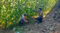 Kapolsek Kunir Tegaskan Komitmen Dukung Asta Cita Lewat Program Pekarangan Pangan Bergizi Kapolsek Kunir Tegaskan Komitmen Dukung Asta Cita Lewat Program Pekarangan Pangan Bergizi