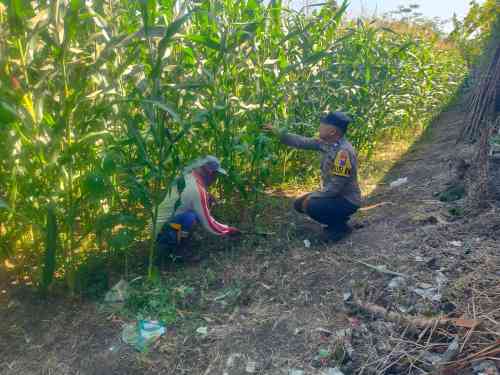 Kapolsek Kunir Tegaskan Komitmen Dukung Asta Cita Lewat Program Pekarangan Pangan Bergizi Kapolsek Kunir Tegaskan Komitmen Dukung Asta Cita Lewat Program Pekarangan Pangan Bergizi