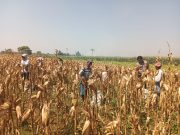 Sambang Petani, Polsek Wonoasih Dorong Produktivitas Demi Ketahanan Pangan Nasional