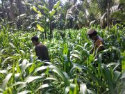 Polsek Ranuyoso Perkuat Ketahanan Pangan Lewat Pendampingan Petani dan Pekarangan Gizi