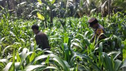 Polsek Ranuyoso Perkuat Ketahanan Pangan Lewat Pendampingan Petani dan Pekarangan Gizi Polsek Ranuyoso Perkuat Ketahanan Pangan Lewat Pendampingan Petani dan Pekarangan Gizi