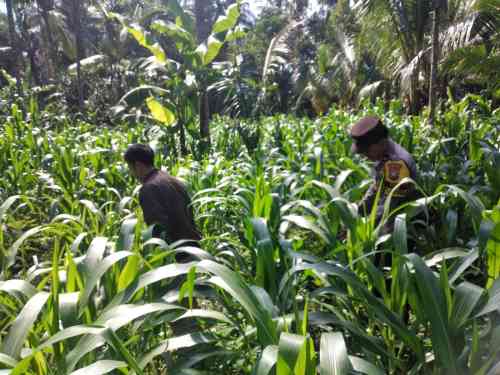 Polsek Ranuyoso Perkuat Ketahanan Pangan Lewat Pendampingan Petani dan Pekarangan Gizi Polsek Ranuyoso Perkuat Ketahanan Pangan Lewat Pendampingan Petani dan Pekarangan Gizi
