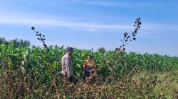 Sambangi Petani Jagung, Bhabinkamtibmas Sumber Wetan Perkuat Sinergi Ketahanan Pangan Sambangi Petani Jagung, Bhabinkamtibmas Sumber Wetan Perkuat Sinergi Ketahanan Pangan