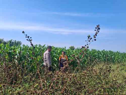Sambangi Petani Jagung, Bhabinkamtibmas Sumber Wetan Perkuat Sinergi Ketahanan Pangan Sambangi Petani Jagung, Bhabinkamtibmas Sumber Wetan Perkuat Sinergi Ketahanan Pangan