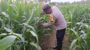 Asta Cita Presiden Dikawal Hingga Desa, Bhabinkamtibmas Polsek Padang Aktif Bina Petani Jagung