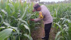 Asta Cita Presiden Dikawal Hingga Desa, Bhabinkamtibmas Polsek Padang Aktif Bina Petani Jagung