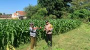 Bhabinkamtibmas Kademangan Ajak Petani Jaga Produksi Pangan dan Stabilitas Kamtibmas Sekaligus