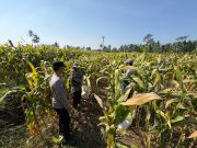 Polisi Dampingi Panen Jagung di Senduro, Perkuat Sinergi Petani Dukung Ketahanan Pangan Nasional