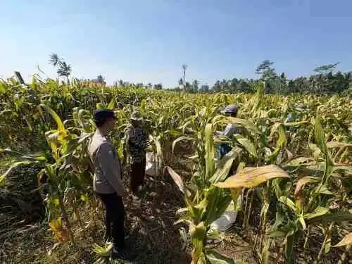 Polisi Dampingi Panen Jagung di Senduro, Perkuat Sinergi Petani Dukung Ketahanan Pangan Nasional