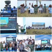 PANEN RAYA TNI DI SUMEDANG PERKUAT SINERGI WUJUDKAN KETAHANAN PANGAN NASIONAL
