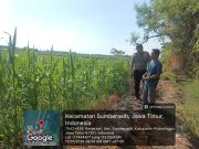 Monitoring Lahan Jagung Berjalan Intensif, Polsek Sumberasih Dukung Swasembada Pangan