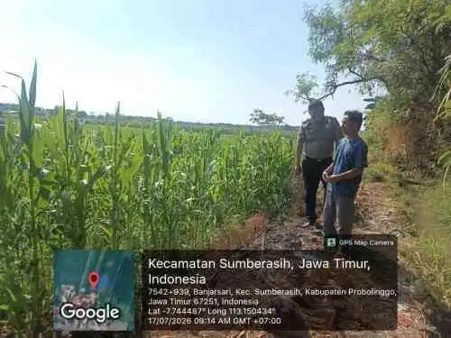 Monitoring Lahan Jagung Berjalan Intensif, Polsek Sumberasih Dukung Swasembada Pangan