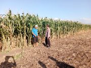 Brigpol Beni Pantau Lahan Jagung 3,5 Hektare, Polri Hadir Dukung Ketahanan Pangan