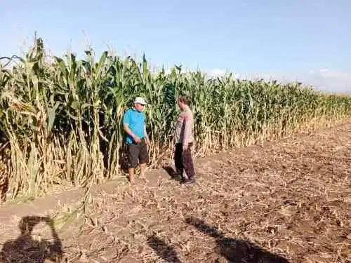 Brigpol Beni Pantau Lahan Jagung 3,5 Hektare, Polri Hadir Dukung Ketahanan Pangan
