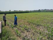 Polsek Tongas Dorong Produktivitas Jagung Lewat Pendampingan Langsung di Lapangan