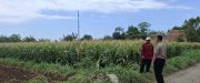 Ketahanan Pangan Jadi Prioritas, Polsek Sumberasih Awasi Perkembangan Jagung Binaan