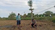 Tak Hanya Jaga Kamtibmas, Polisi Kini Aktif Dampingi Petani Jagung di Tongas