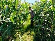 Dukung Swasembada Pangan, Polisi Monitoring Lahan Jagung Milik