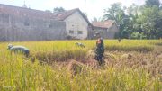 Koramil Maron Dampingi Panen Padi di Sumber Poh, Perkuat Ketahanan Pangan Nasional