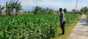 Dukung Asta Cita Presiden, Polisi Kawal Lahan Jagung Produktif 3 Hektare di Sumberasih