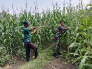 Perkuat Swasembada Pangan, Koramil Wonomerto Awasi Budidaya Jagung Milik Warga