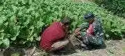 Dorong Tingkatkan Produksi, Babinsa Girimukti Komsos Dengan Petani Sawi