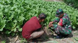 Dorong Tingkatkan Produksi, Babinsa Girimukti Komsos Dengan Petani Sawi