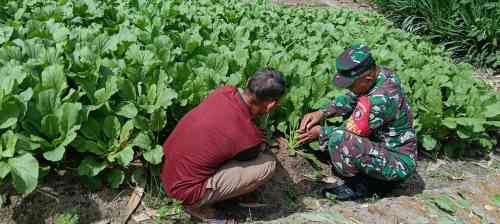 Dorong Tingkatkan Produksi, Babinsa Girimukti Komsos Dengan Petani Sawi Dorong Tingkatkan Produksi, Babinsa Girimukti Komsos Dengan Petani Sawi