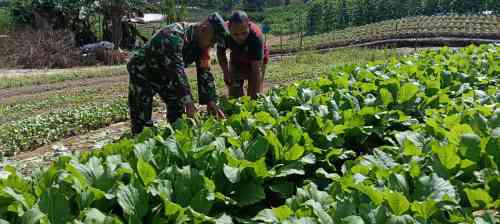 Dorong Tingkatkan Produksi, Babinsa Girimukti Komsos Dengan Petani Sawi