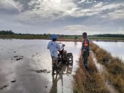 Lebih Dekat, Babinsa Saloloang Komsos Dengan Petani di Sawah